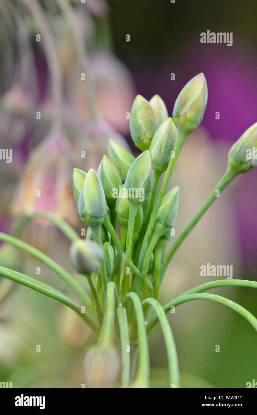 Miel sicilien lily (Allium siculum syn. Nectaroscordum siculum subsp. bulgaricum) Banque D'Images