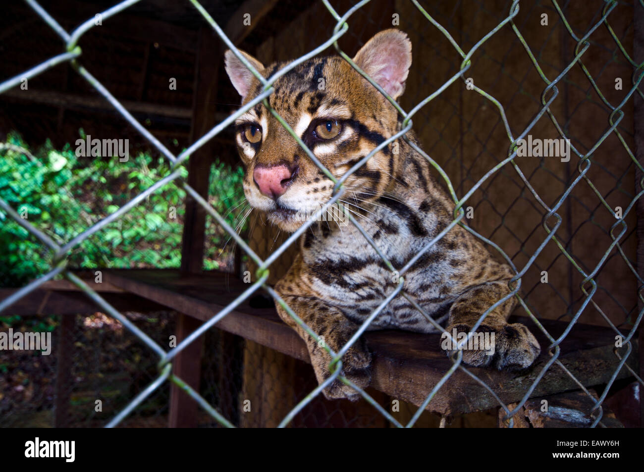 Un ocelot confisqués à des braconniers repose dans une cage dans un zoo dans la forêt amazonienne. Banque D'Images