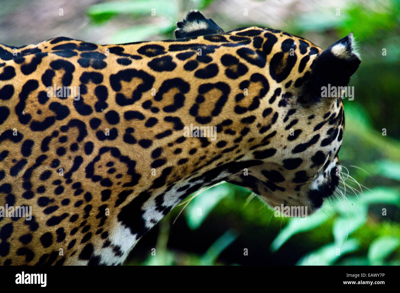 La sterne de marquages sur la couche d'un Jaguar à écouter les sons de la forêt à proximité. Banque D'Images