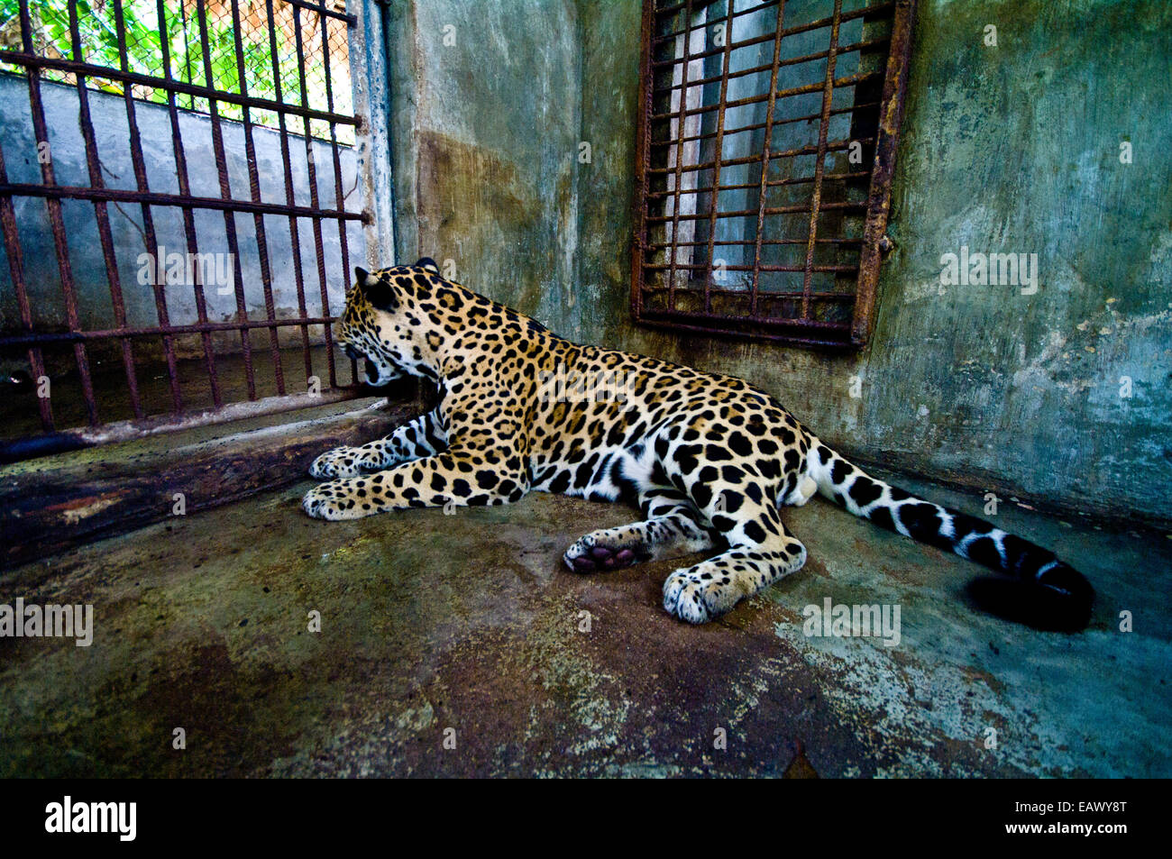 Une main-soulevées Jaguar repose dans un zoo cage après avoir été confisqués à une maison privée par les agents de conservation. Banque D'Images