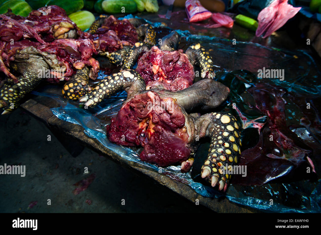 La tortue à pattes jaunes vulnérables massacrés pour l'alimentation dans un marché noir de l'Amazone. Banque D'Images