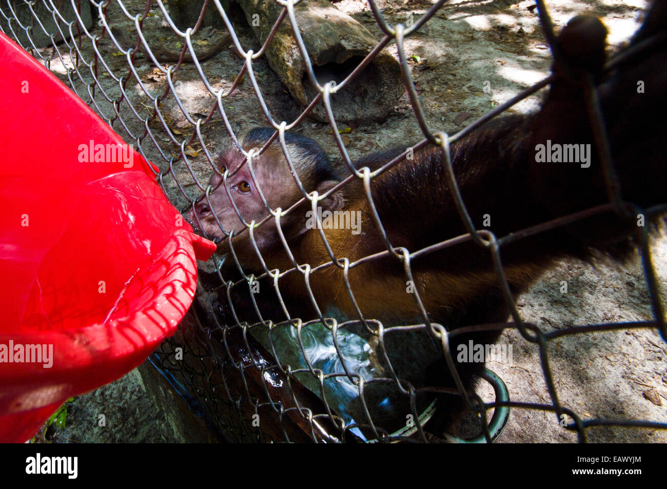 Un capucin brun en cage à partir d'un seau d'eau potable après avoir été sauvé de braconniers. Banque D'Images