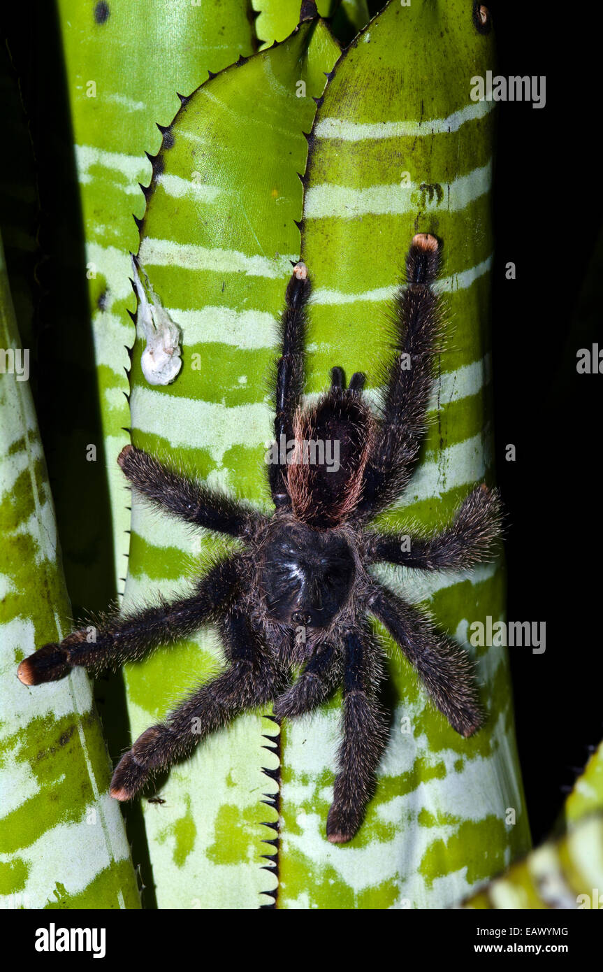 Un pinktoe tarantula en ordre décroissant le tronc d'un bromélia. Banque D'Images
