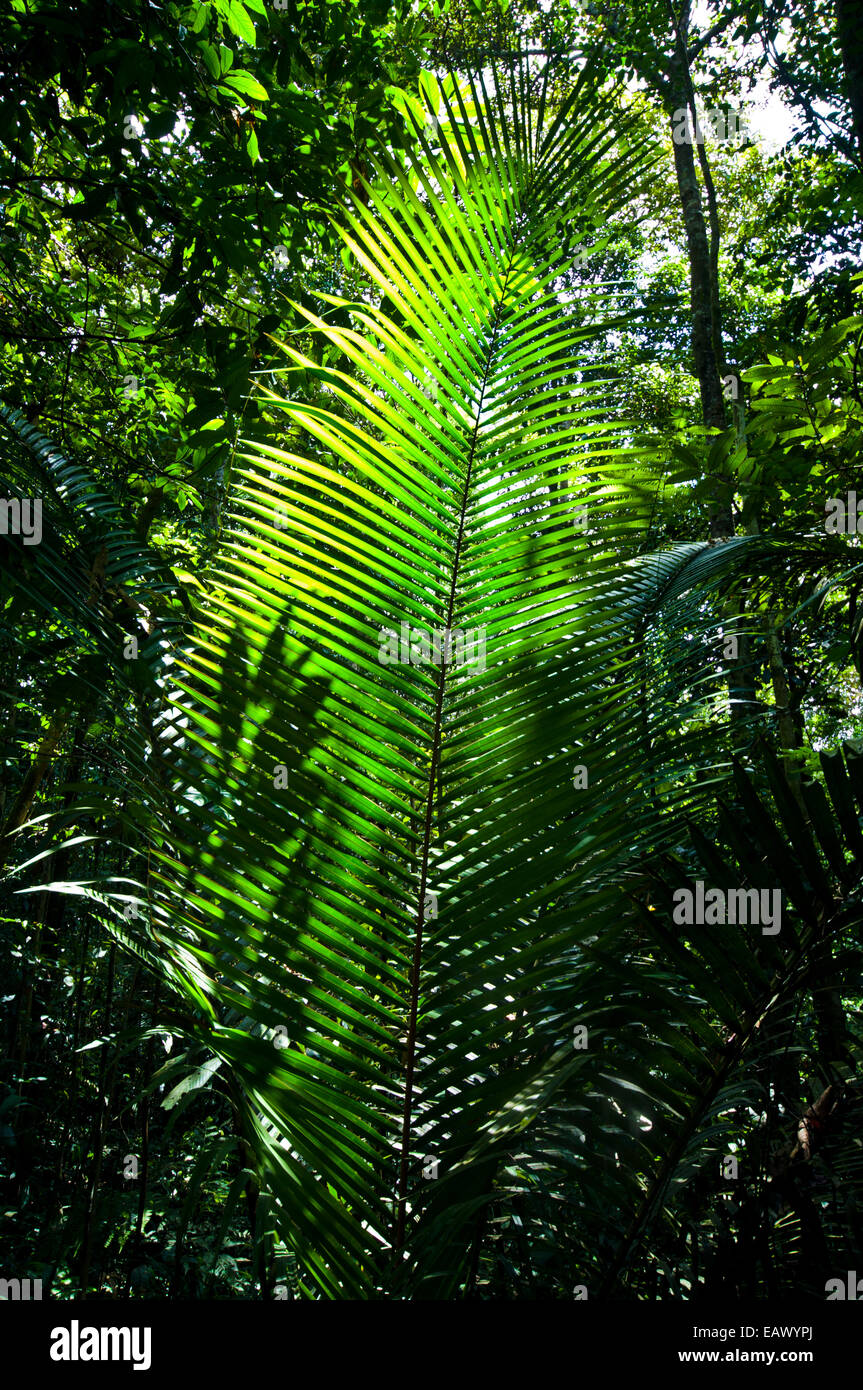 La lumière du soleil passant à travers le couvert des arbres le rétroéclairage d'un palm de frondes. Banque D'Images