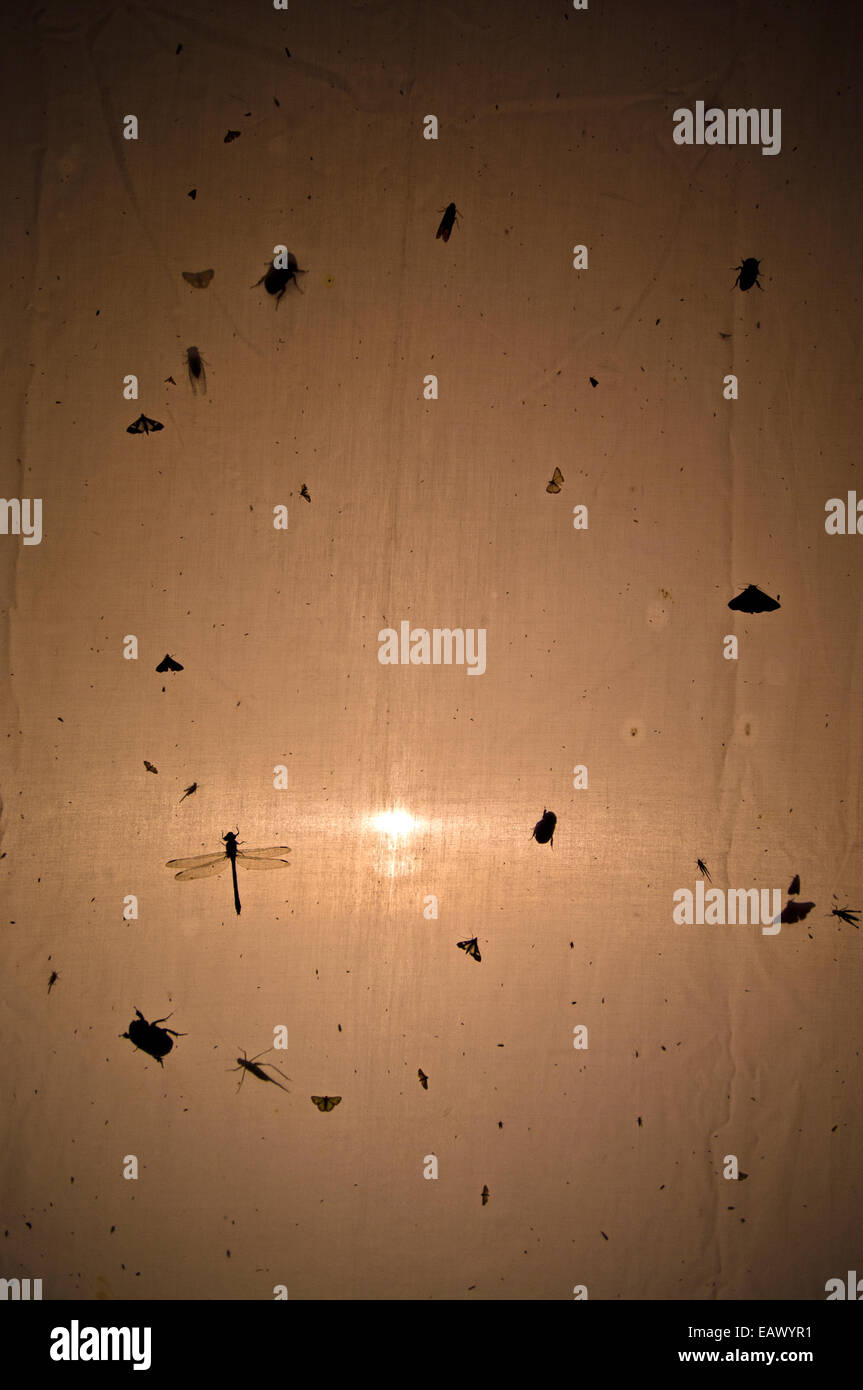 Silhouette d'insectes attirés par une lumière rassembler sur la toile d'une tente dans la forêt amazonienne. Banque D'Images