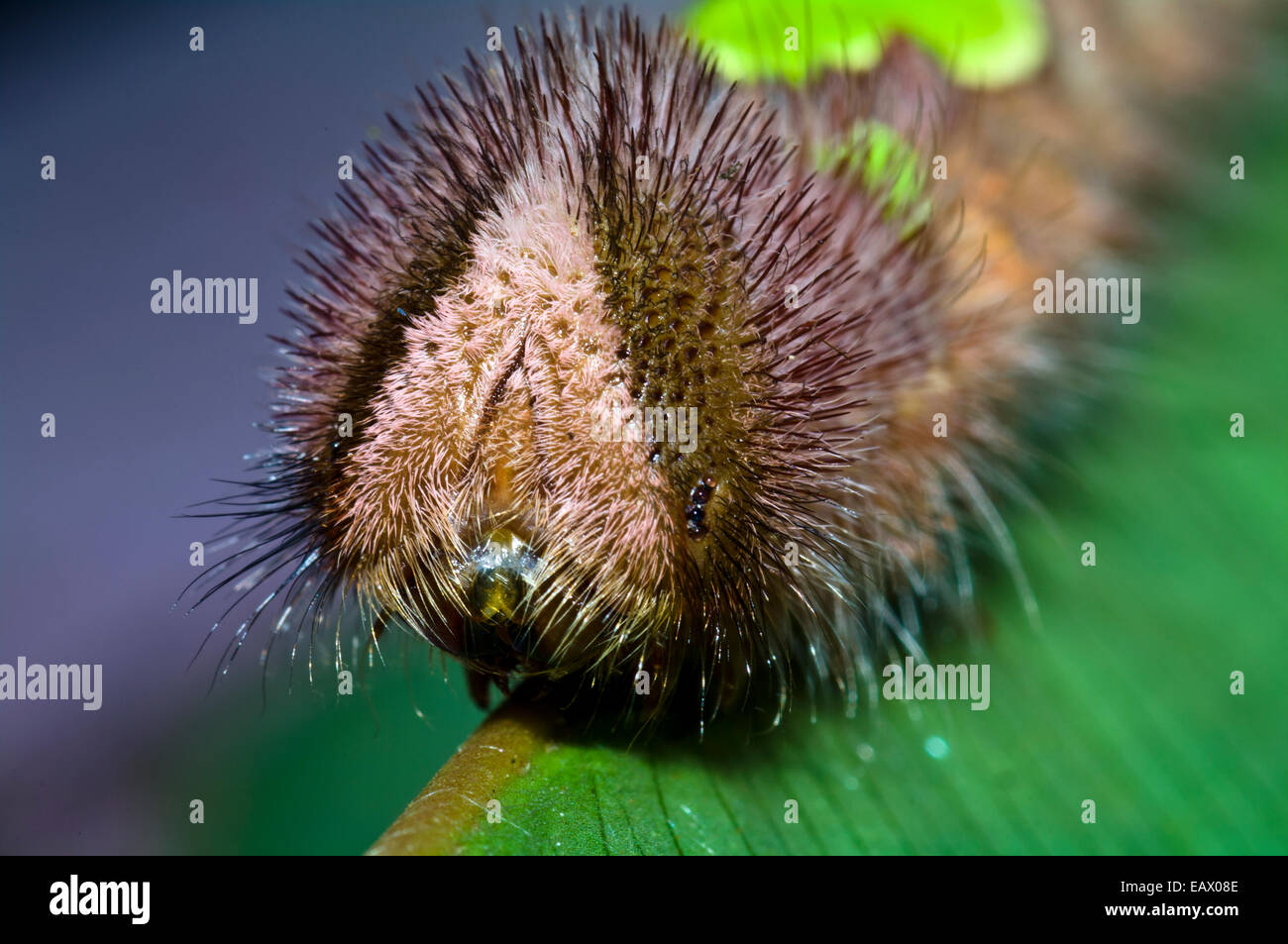 Poils protecteurs entourent le visage d'un Caterpillar Morpho marchant sur une feuille pour se nourrir. Banque D'Images