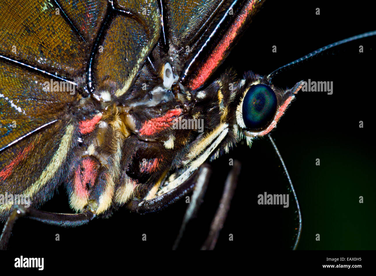 Un papillon Morpho bleu-vert iridescent eye derrière les poilus et palpus labial proboscis. Banque D'Images