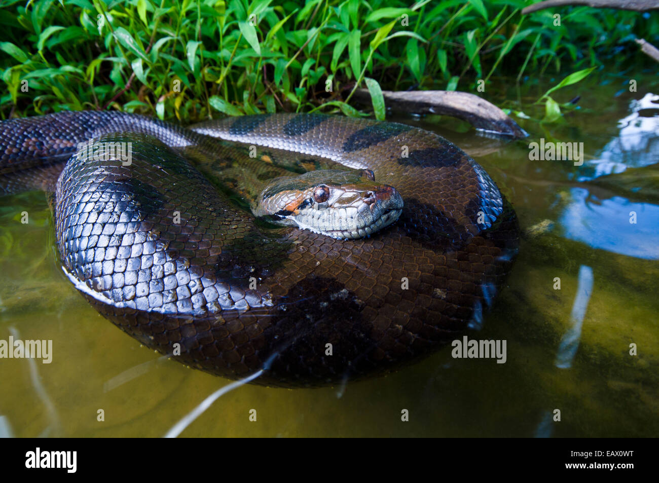 Un Anaconda enroulé dans les bas-fonds de l'eau d'un lac. Banque D'Images