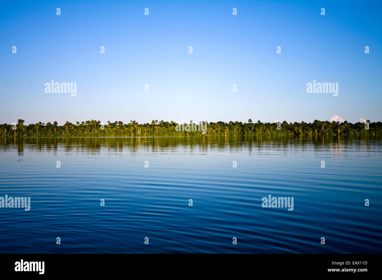 La surface calme d'un vaste lac bleu bordé par la forêt amazonienne à l'horizon. Banque D'Images
