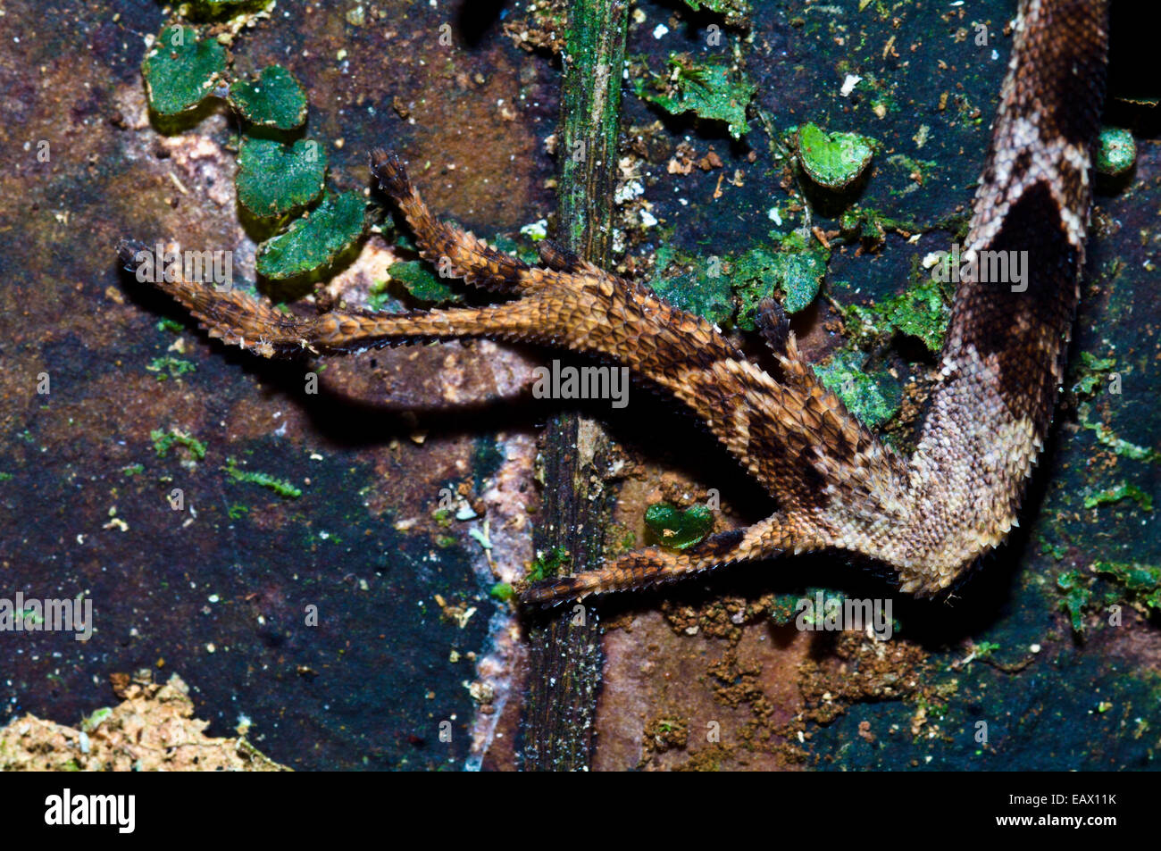 Les orteils d'un Yellow-Tongued écailleuse Anole Forêt escalade un tronc d'arbre de la forêt tropicale. Banque D'Images