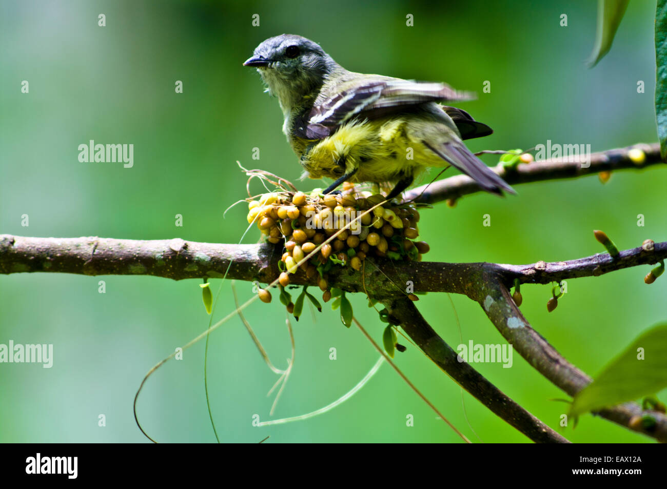 Un Yellow-Olive Flycatcher debout sur le bord de son nid en tissus de petits fruits et d'herbe. Banque D'Images