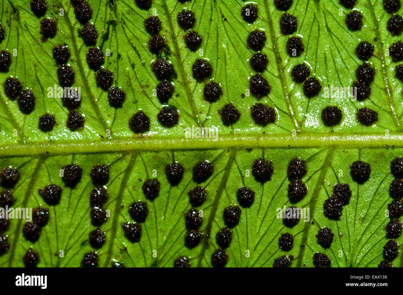 Lignes de conduite des spores sur la face inférieure du veiné fronde de fougère dans la forêt tropicale. Banque D'Images