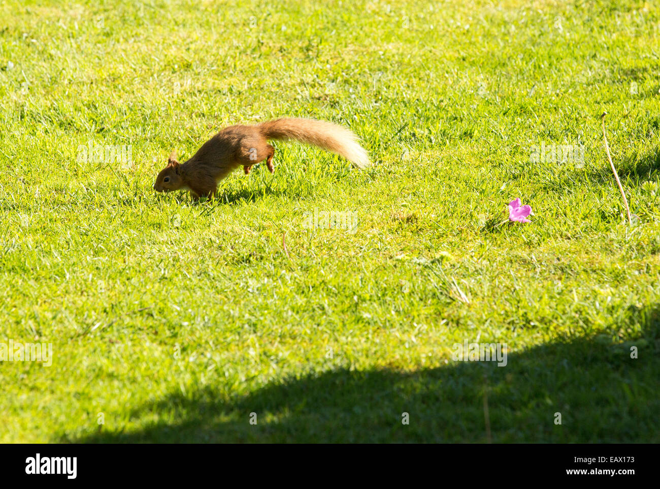 Les écureuils rouges dans la vallée Haweswater, Lake district, UK. Banque D'Images