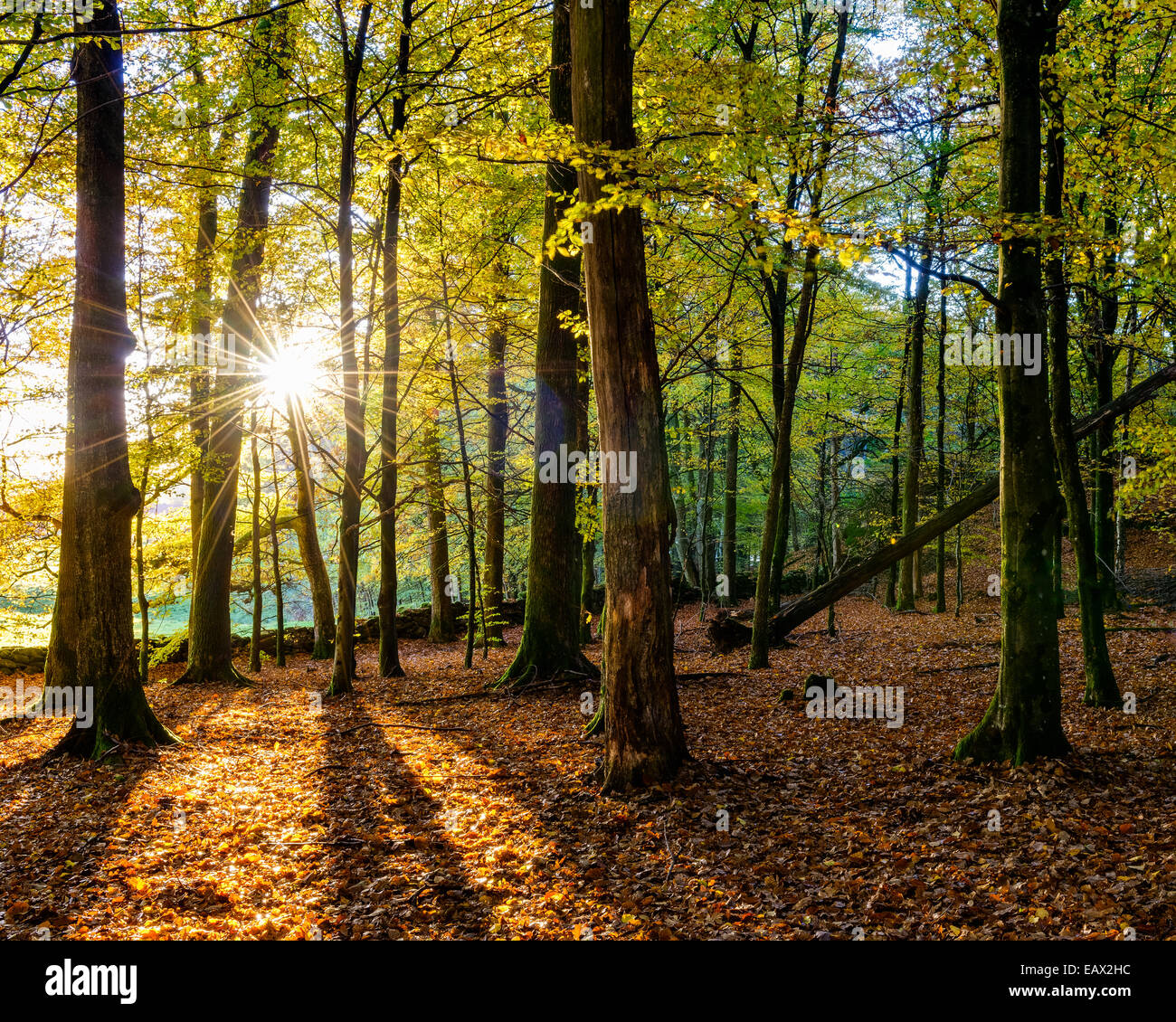 Le soleil qui rayonne à travers une forêt en automne Banque D'Images
