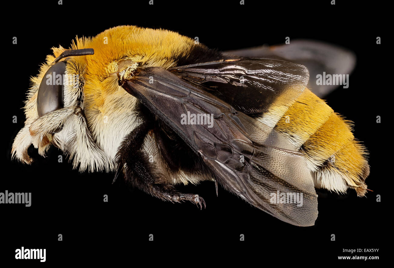 Cette abeille mâle Amegilla a été photographiée en Afrique du Sud, affichant sa coloration orange et noire. L'abeille fait partie de la tribu Anthophorini et est connue pour son rôle dans la pollinisation et la collecte du nectar. Banque D'Images
