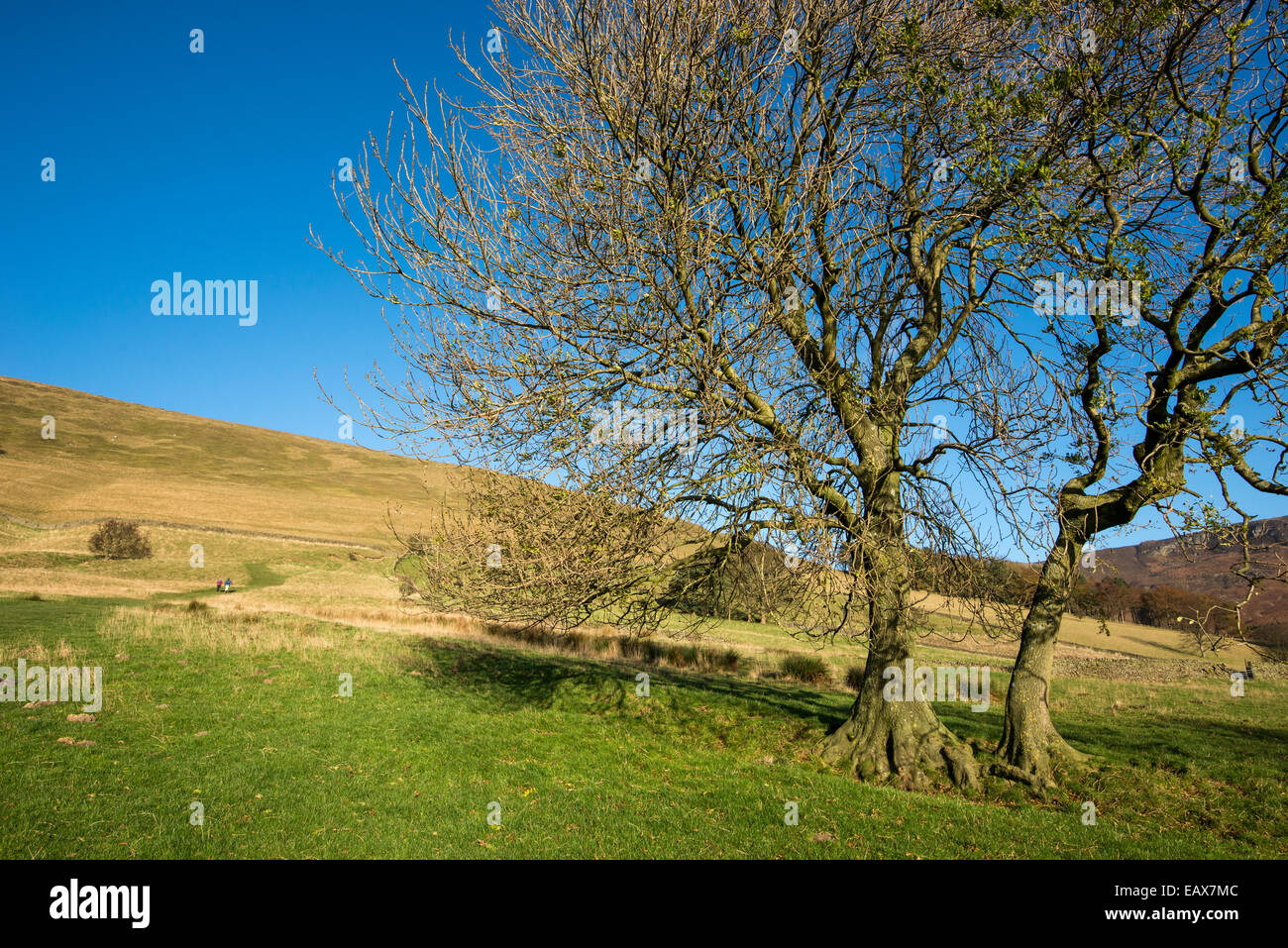 Frêne mature sur colline à Edale dans le Peak District. Deux marcheurs tête dans les collines au loin. Banque D'Images