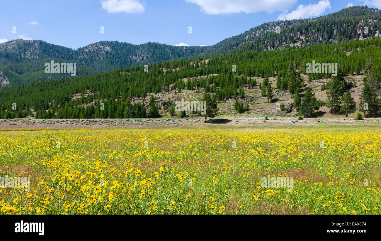 Fleurs sauvages en fleurs en été flanqué de pinède et de chaînes de montagnes dans le Parc National de Yellowstone, Wyoming, USA. Banque D'Images