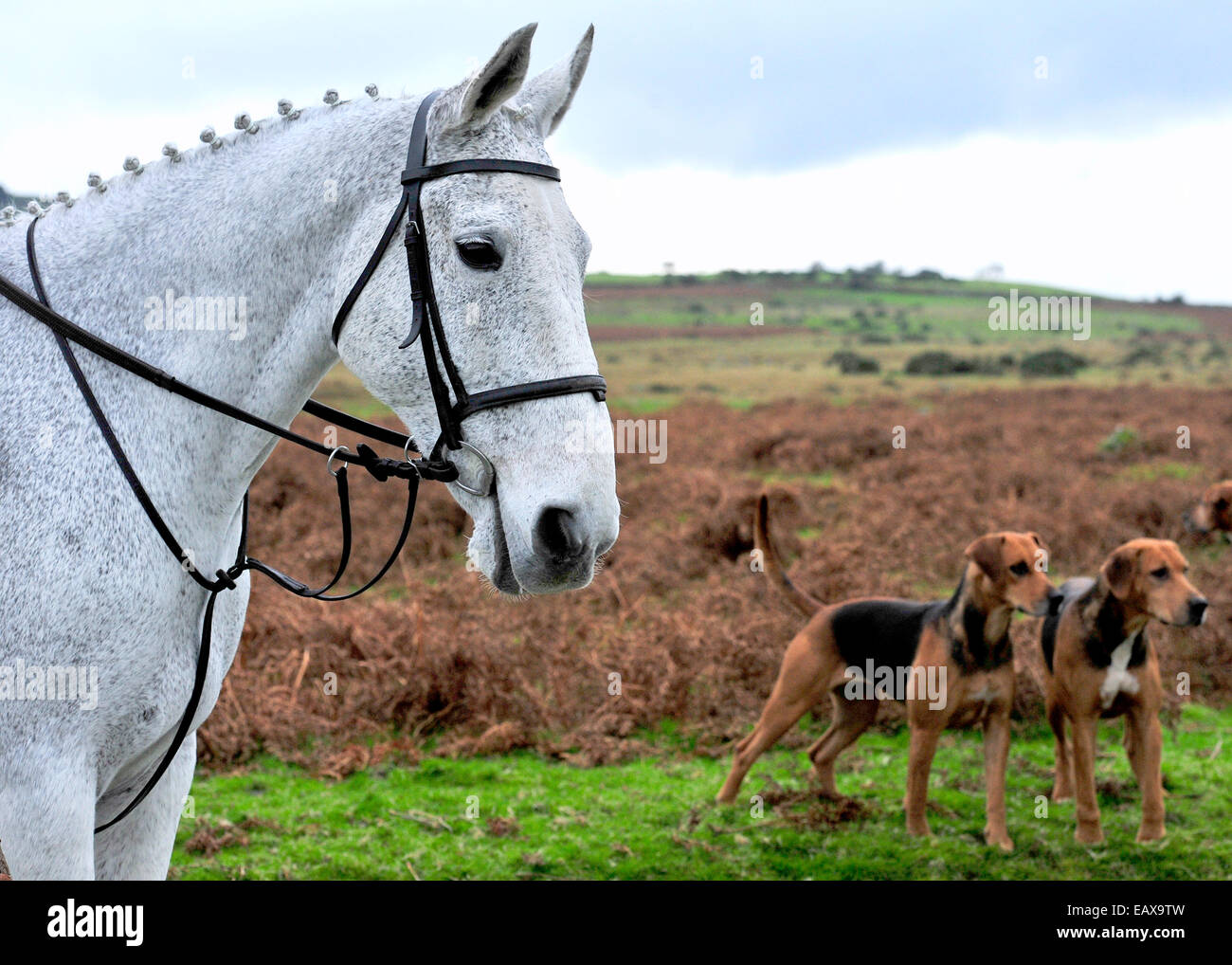 Foxhounds et cheval hunter, Lamerton hunt, Devon Banque D'Images