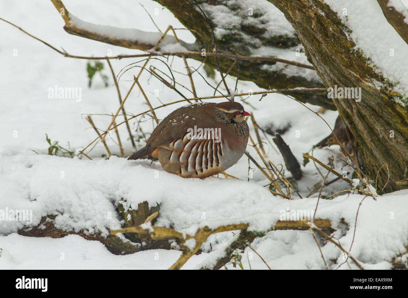Pattes rouge Partridge Alectoris rufa dans beaucoup de neige en hiver, dans l'Oxfordshire Banque D'Images