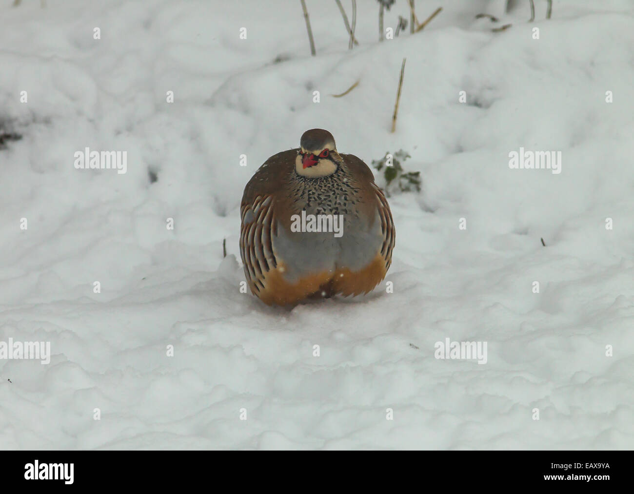 Pattes rouge Partridge Alectoris rufa dans beaucoup de neige en hiver, dans l'Oxfordshire Banque D'Images