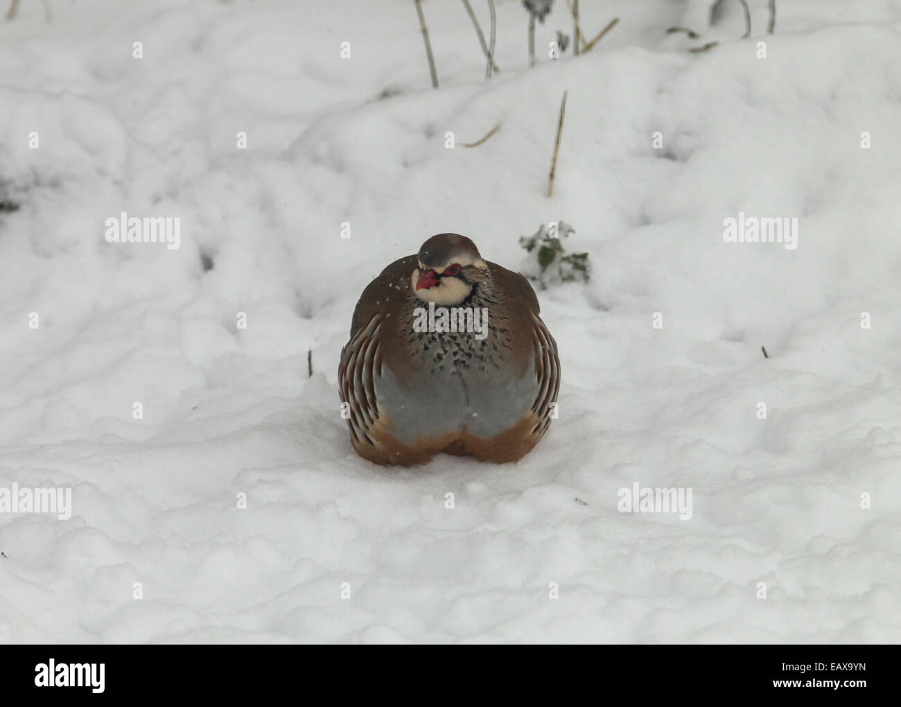Pattes rouge Partridge Alectoris rufa dans beaucoup de neige en hiver, dans l'Oxfordshire Banque D'Images
