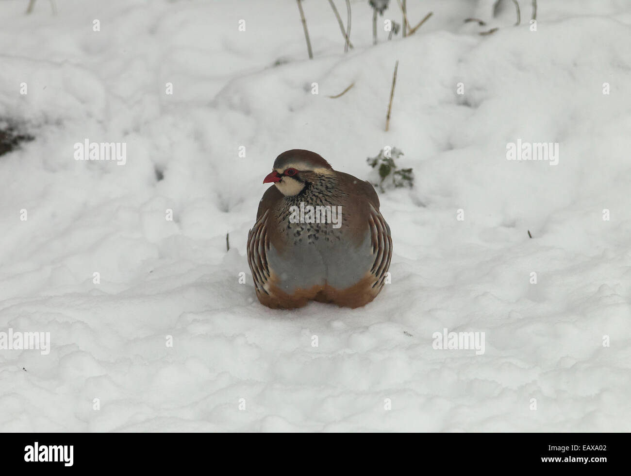 Pattes rouge Partridge Alectoris rufa dans beaucoup de neige en hiver, dans l'Oxfordshire Banque D'Images