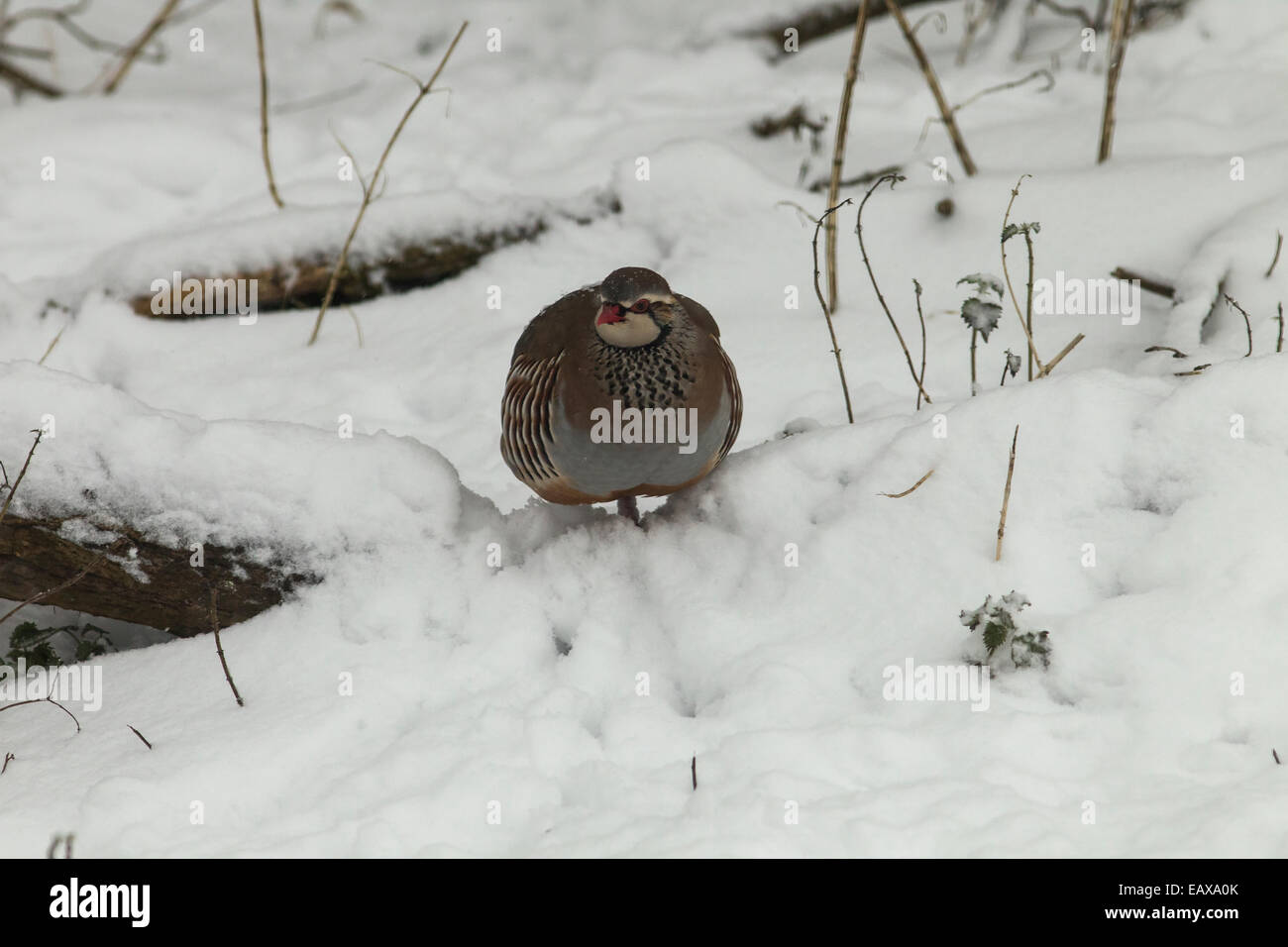 Pattes rouge Partridge Alectoris rufa dans beaucoup de neige en hiver, dans l'Oxfordshire Banque D'Images