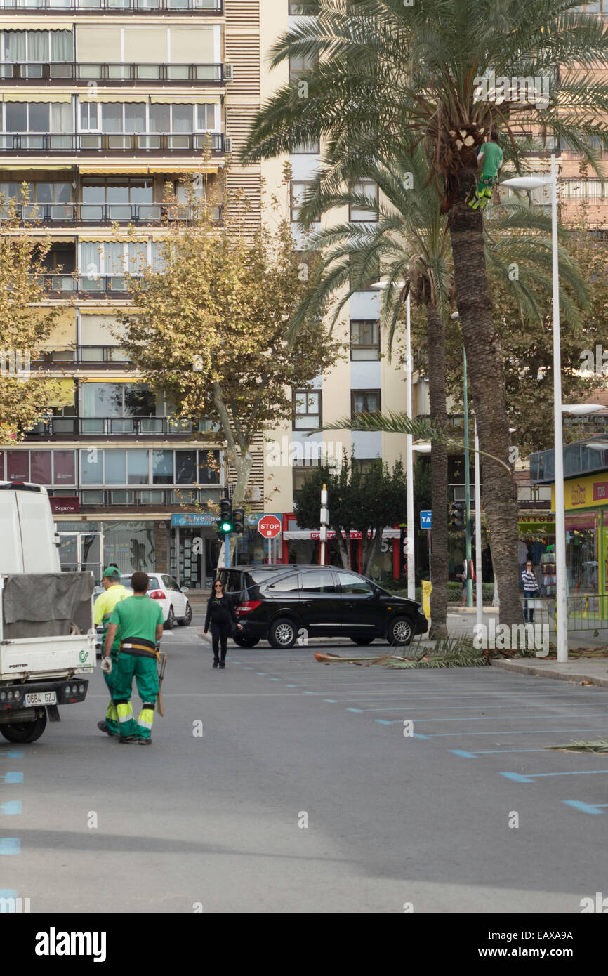 Benidorm, Espagne. 21 novembre, 2014. Un travailleur sur un palmier à l'aide d'élingues et de crampons pour enlever la croissance d'été prêt pour le vent de l'hiver. Nous voyons ici un grand palmier tomber au sol. crédit : mick flynn/Alamy live news Banque D'Images