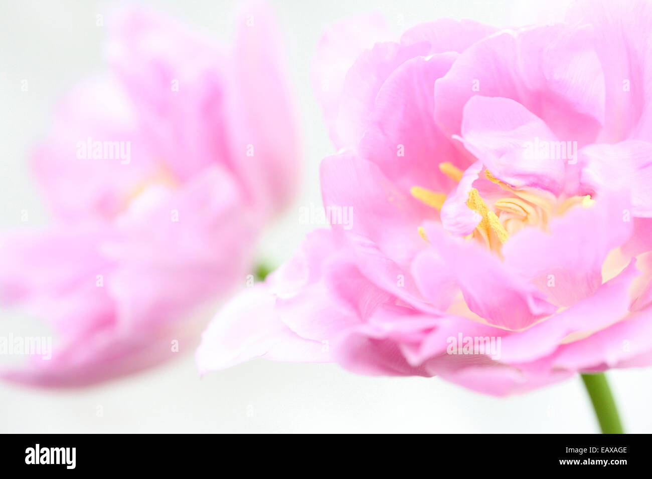 Deux tulipes lilac perfection, fluide et éthéré Jane Ann Butler Photography JABP393 Banque D'Images