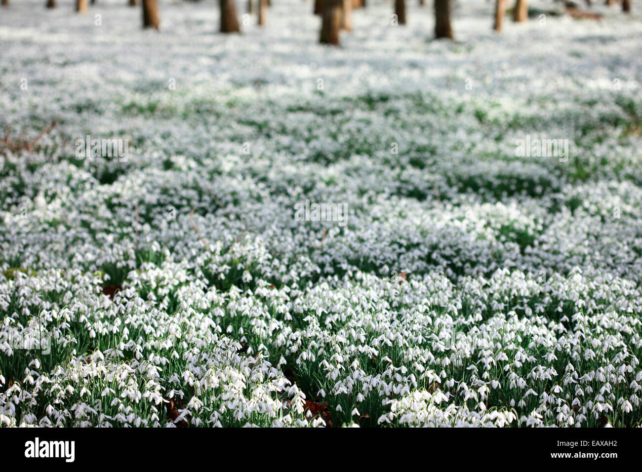 Perce-neige février dans un bois de hêtre Jane Ann Butler Photography JABP1158 Banque D'Images