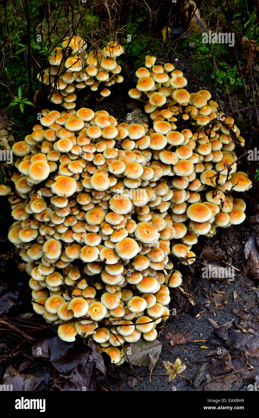 Masse de champignons Hypholoma fasciculare poussant sur de vieilles souches d'arbre, Cardiff, pays de Galles. Banque D'Images