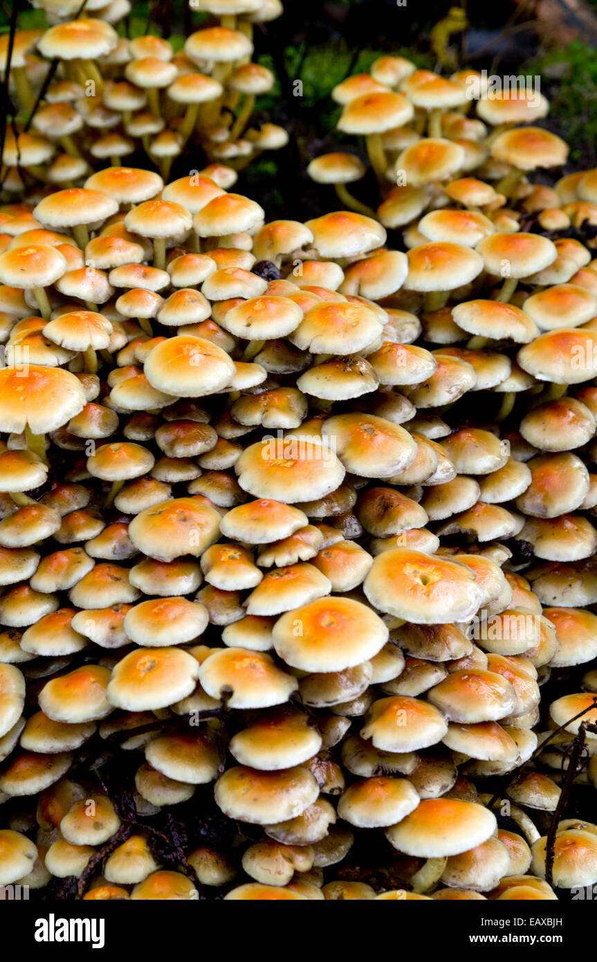Masse de champignons Hypholoma fasciculare poussant sur de vieilles souches d'arbre, Cardiff, pays de Galles. Banque D'Images