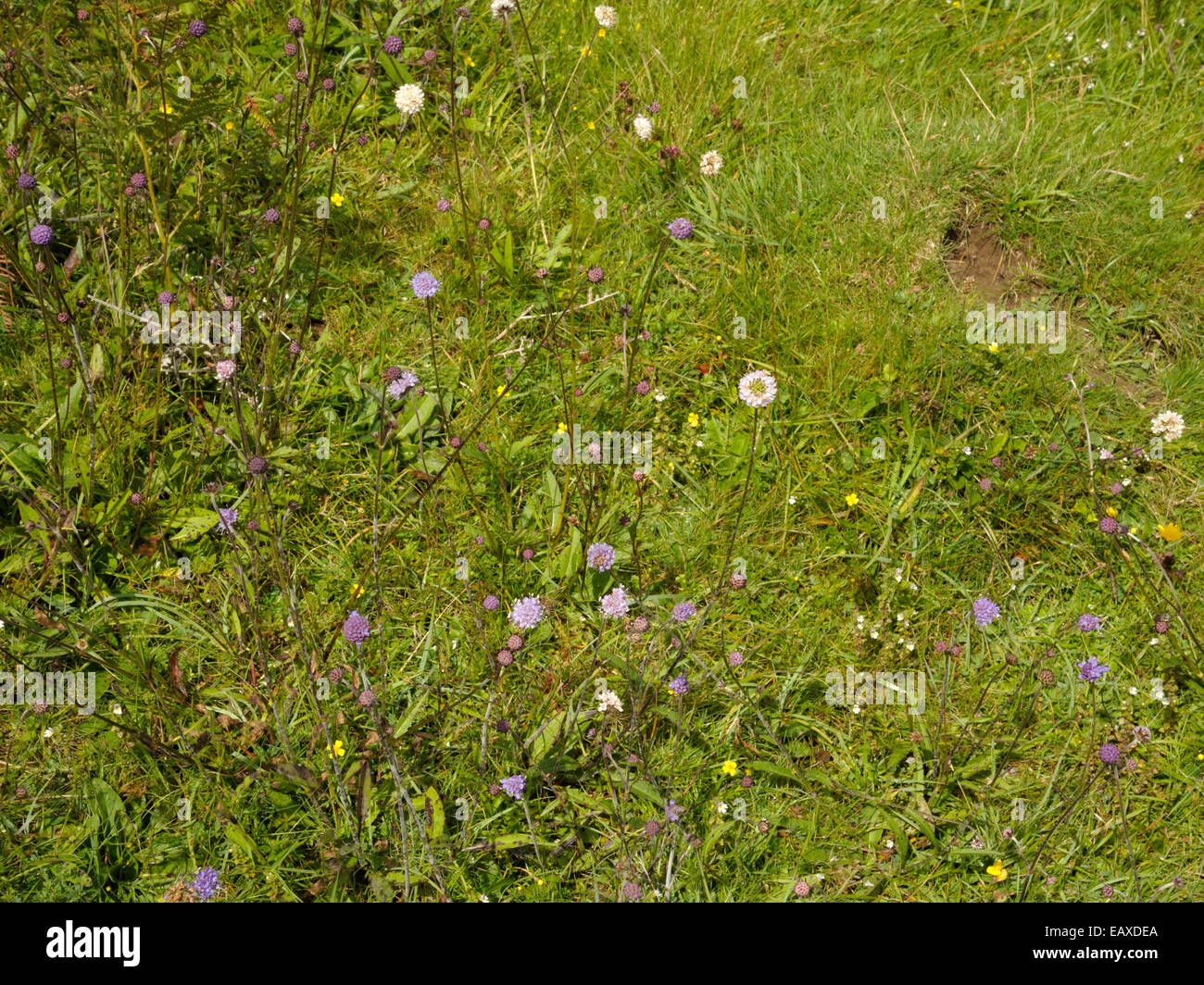 Variation de Devil's Bit Scabious Banque D'Images
