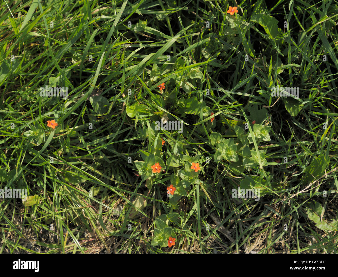 Anagallis arvensis Mouron Rouge, dans l'herbe Banque D'Images