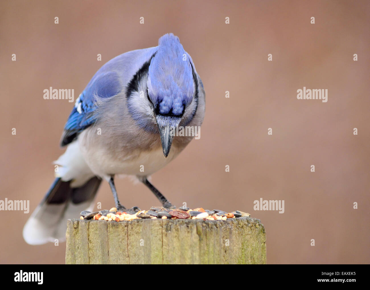 Un geai bleu perché sur un poster avec graines d'oiseaux. Banque D'Images
