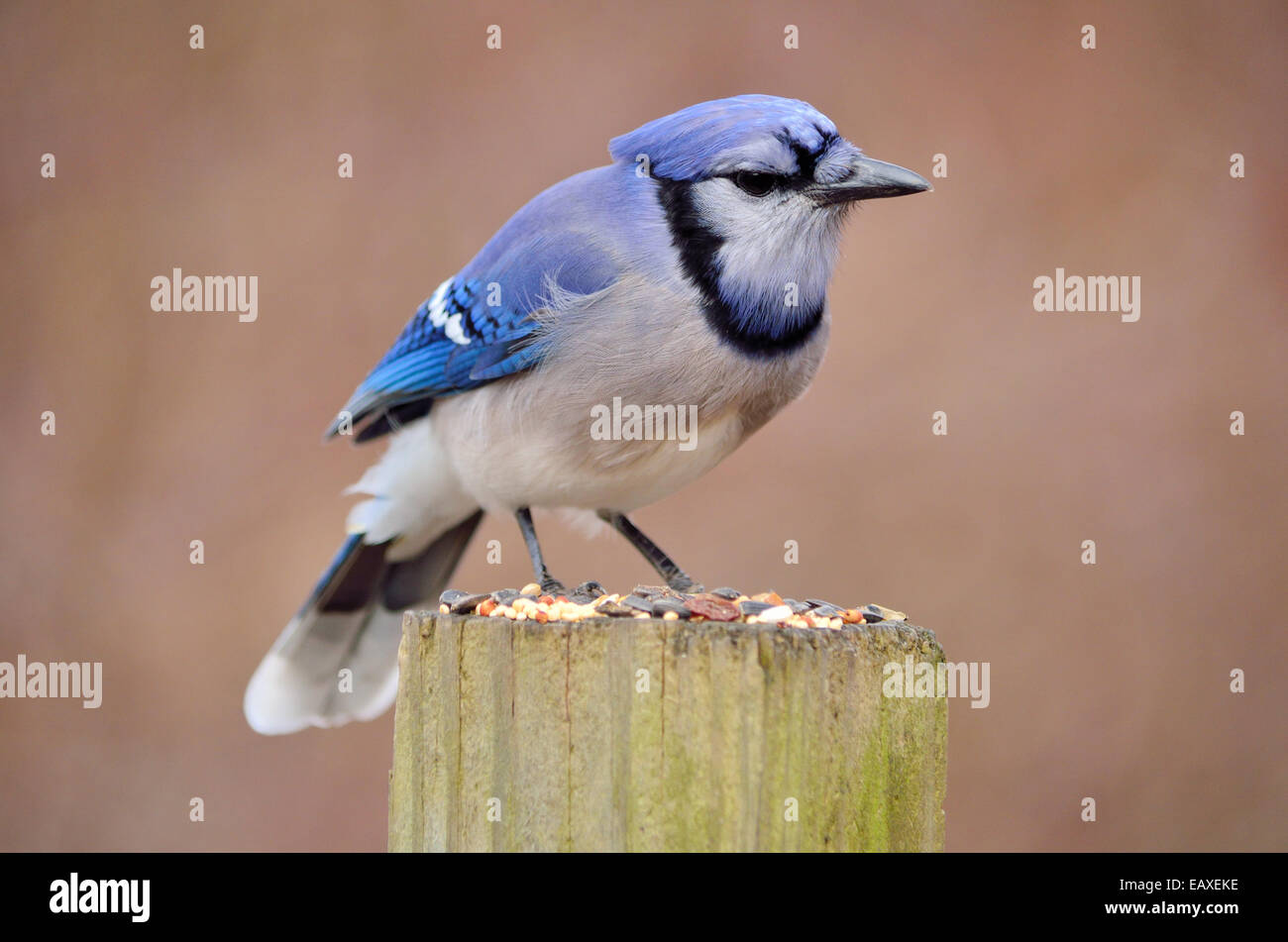 Un geai bleu perché sur un poster avec graines d'oiseaux. Banque D'Images