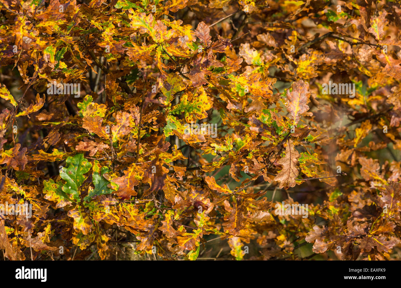 Feuilles de chêne anglais dans leur couleur d'automne. Banque D'Images