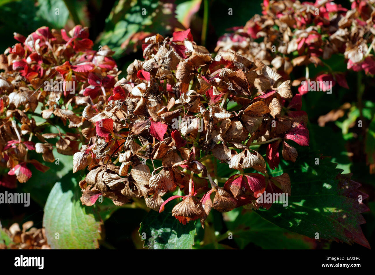 L'hydrangea, HORTENSIA, tête de balai, POM-POM DE MOURIR Banque D'Images