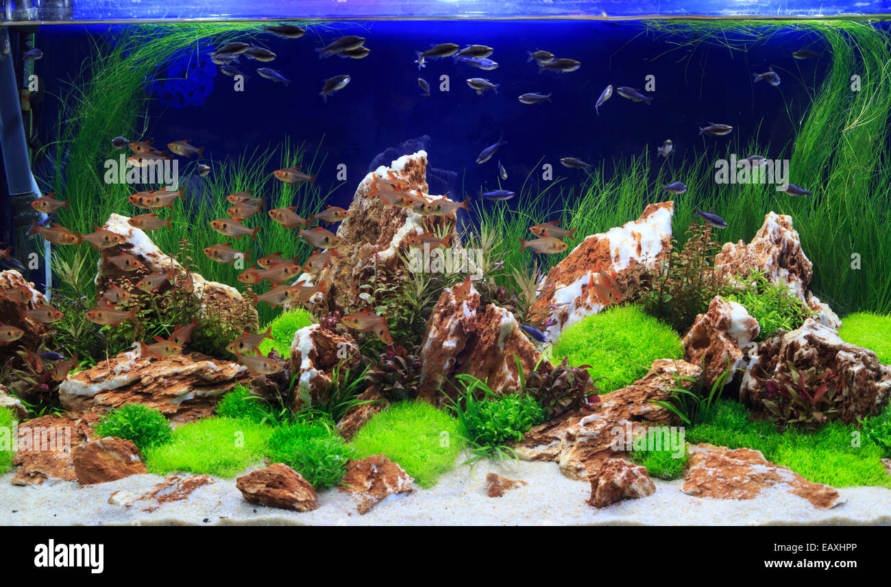Un beau vert planté d'eau douce tropicaux d'aquarium Photo Stock - Alamy