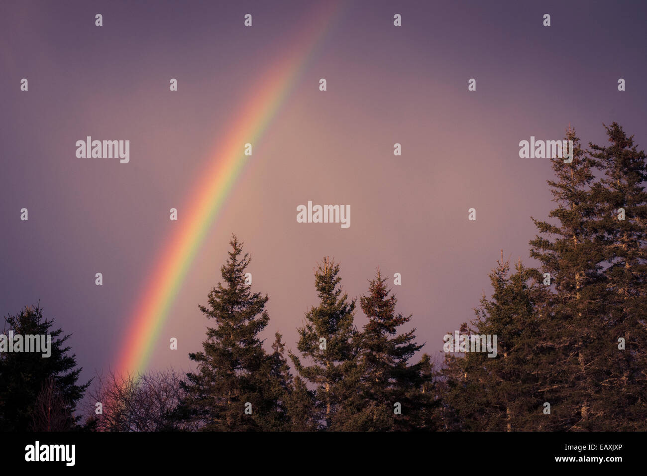 Vue d'un arc-en-ciel après la pluie tempête sur des pins dans le Maine. Banque D'Images