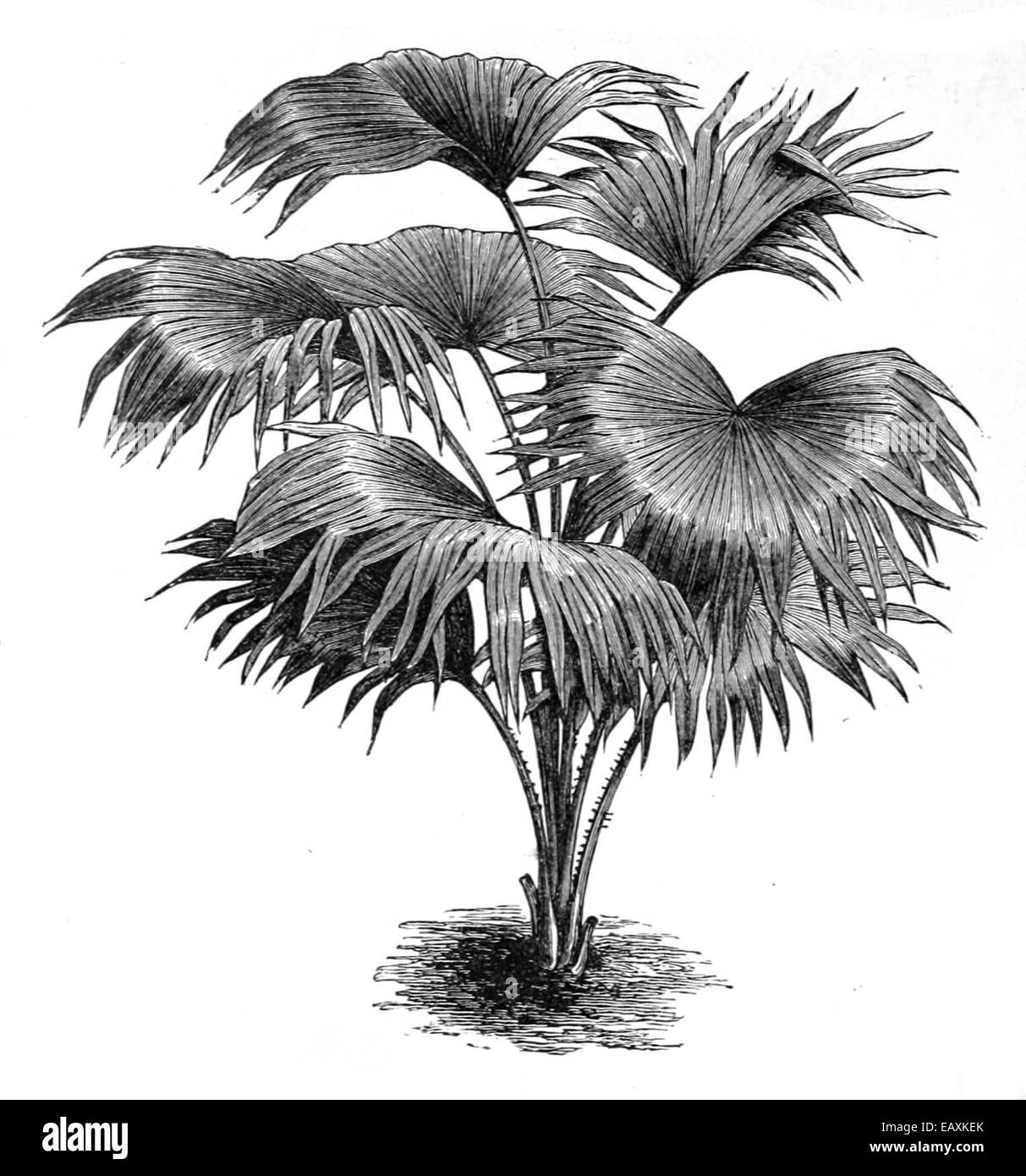 Livistona chinensis, également connu sous le nom de palmier chinois, est une espèce de palmier originaire d'Asie de l'est. Il est souvent cultivé à des fins ornementales et est connu pour ses feuilles en éventail. Banque D'Images