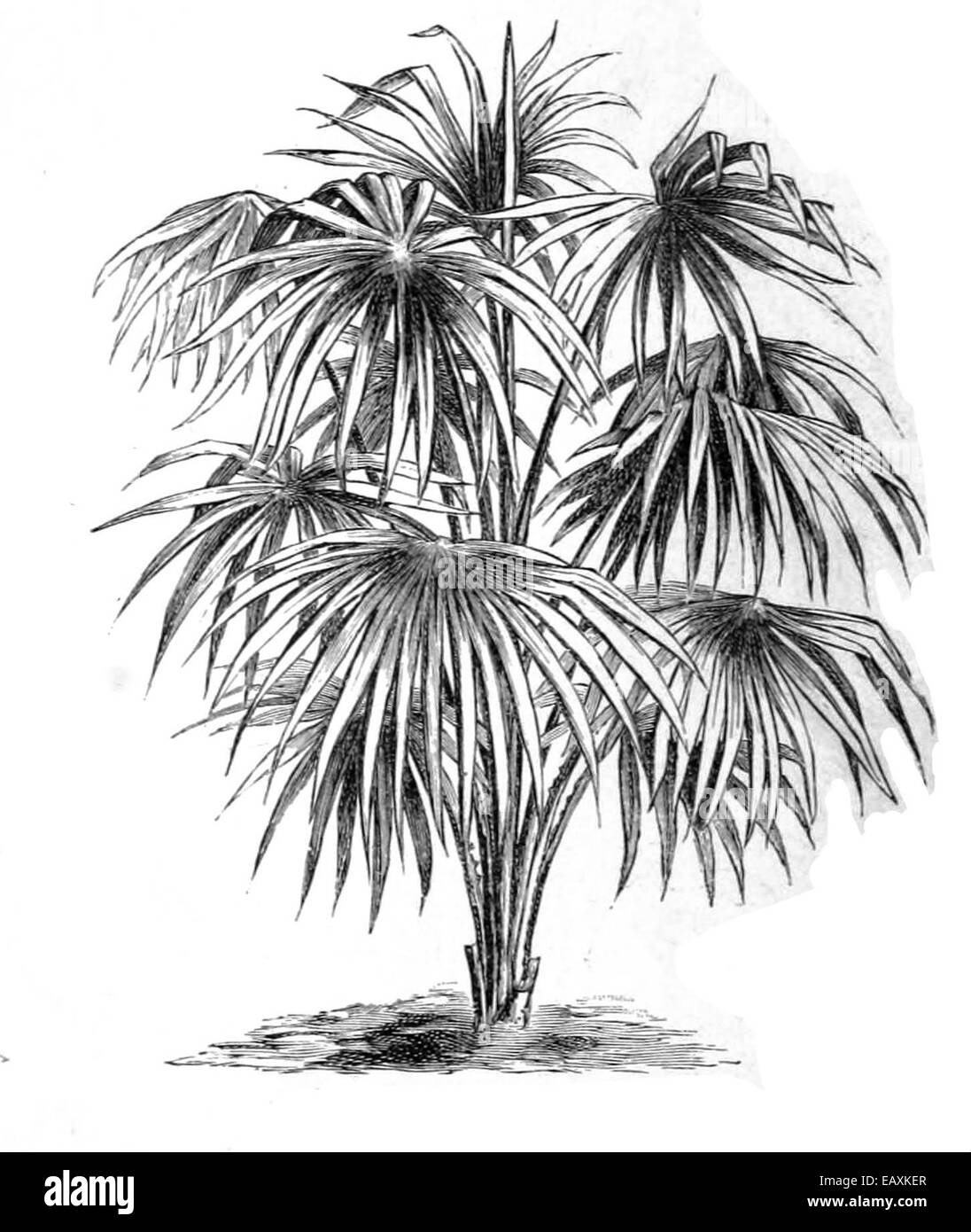 Livistona australis, communément connu sous le nom de palmier à chou, est originaire de l'est de l'Australie. Ce palmier est reconnu pour ses grandes feuilles en éventail et son adaptabilité à différents types de sols. Banque D'Images