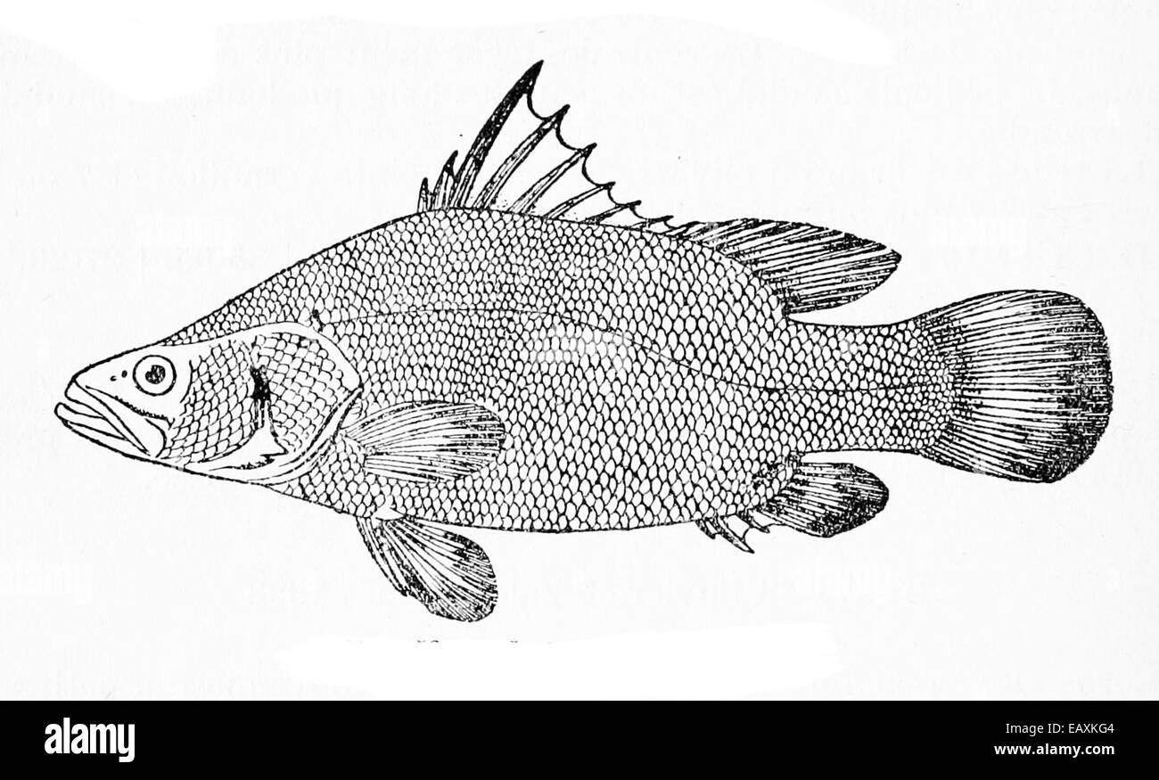 Lates niloticus, connu sous le nom de perche du Nil, est un grand poisson d'eau douce originaire du fleuve et des lacs du Nil en Afrique. Il est reconnu pour sa taille importante et son comportement prédateur. Banque D'Images