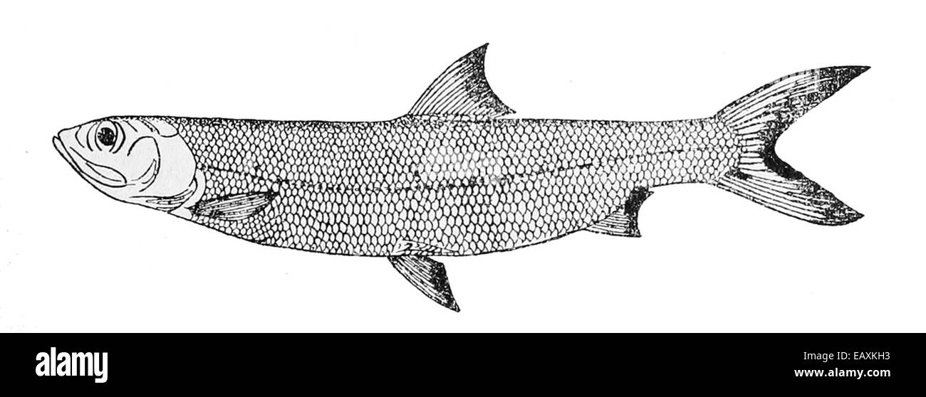 Elops lacerta, également connue sous le nom de coccinelle commune, est une espèce de poisson trouvée dans les eaux côtières de l'Indo-Pacifique. Il est connu pour son corps élancé et ses capacités de natation rapide. Banque D'Images