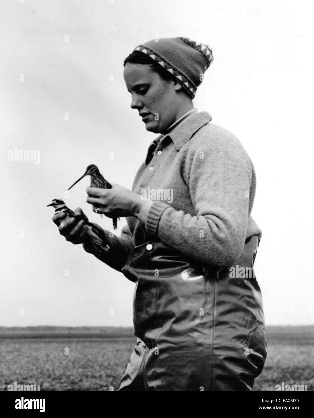 Cette photographie capture le moment où une snipe baguée et un oiseau tueur sont relâchés dans la nature, mettant en valeur les efforts de préservation et de protection des espèces d'oiseaux migrateurs. Banque D'Images
