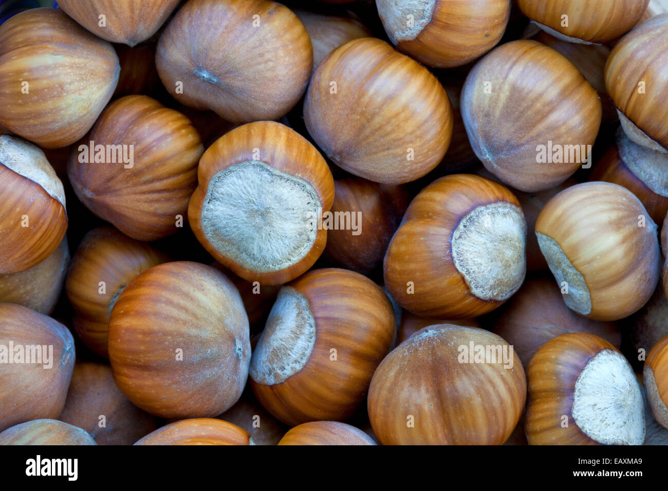 Close-up de noisettes récoltées. Banque D'Images