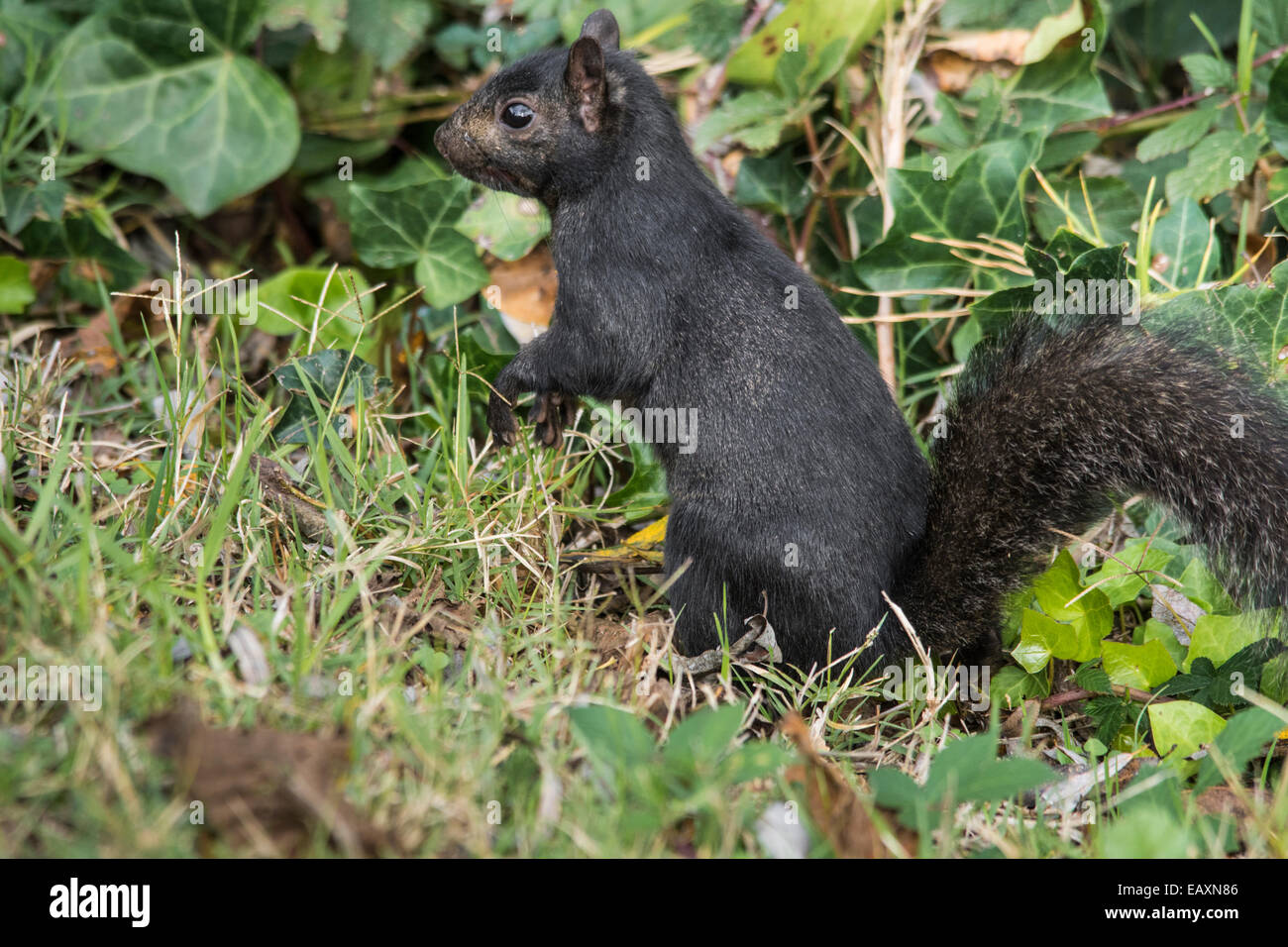 La collecte d'Écureuil noir écrous contre lierre vert et l'herbe. Banque D'Images