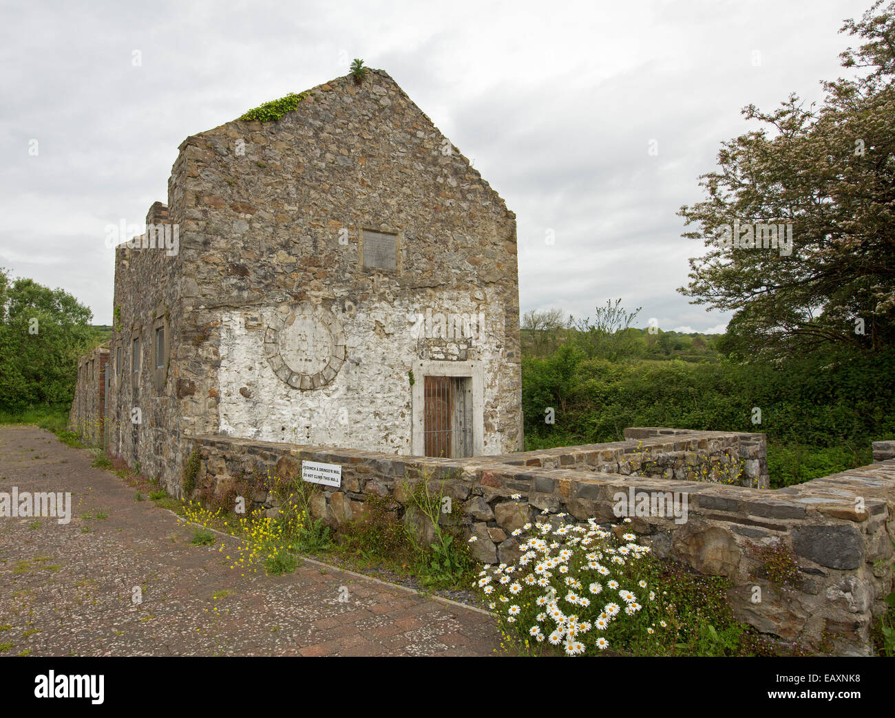Ruines de la vieille maison en pierre à l'abattage de Kidwelly, Pays de Galles, avec de plus en plus de fleurs sauvages par un mur bas et ourlée par de la végétation verte Banque D'Images