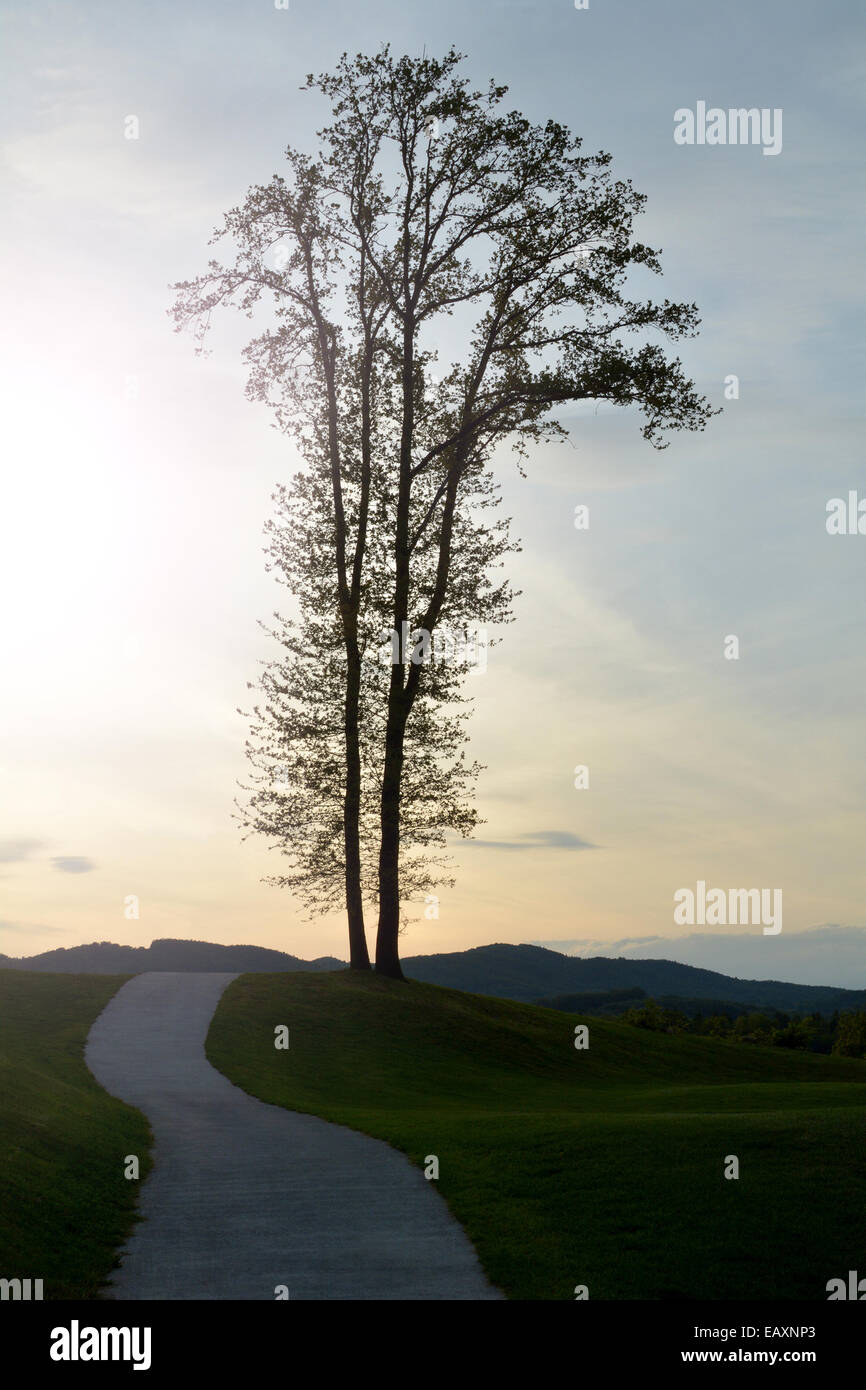 Route menant à un arbre lui n. Banque D'Images