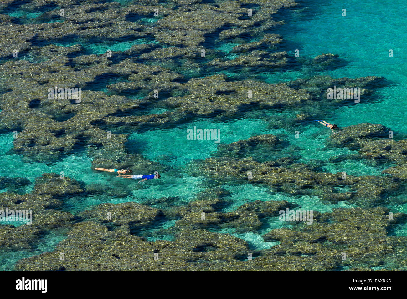 Les gens de la plongée avec tuba parmi les récifs coralliens à Hanauma Bay Nature Preserve, Oahu, Hawaii, USA Banque D'Images